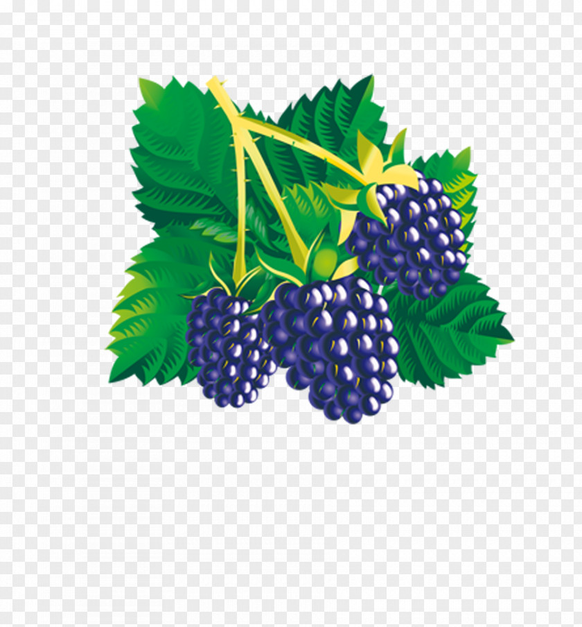 Hand-painted Grapes Mulberry Euclidean Vector PNG