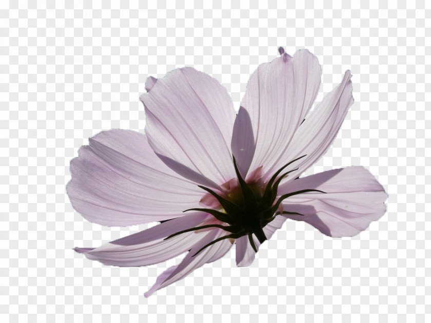 Purple Flowers Backlight PNG