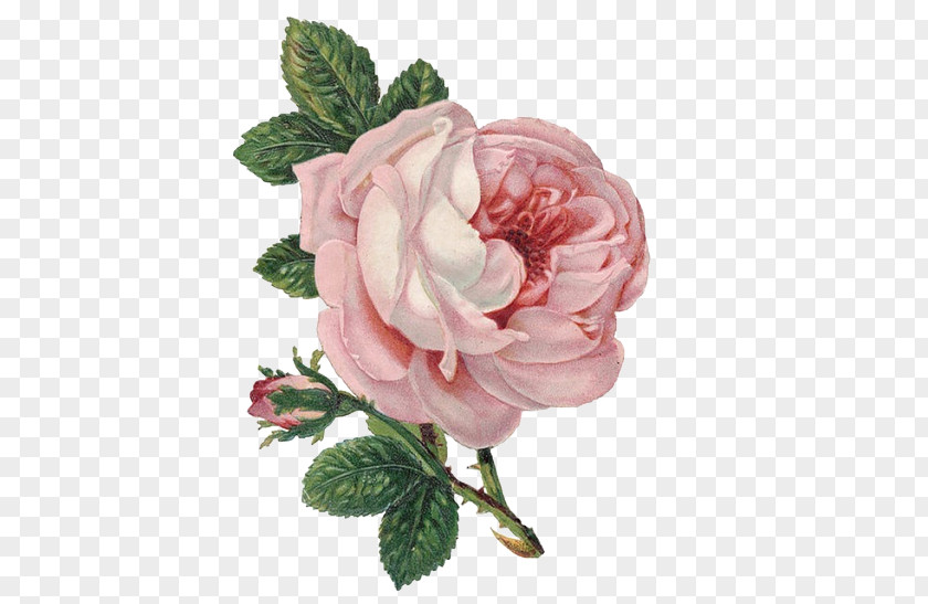 Rose Flower Clip Art PNG