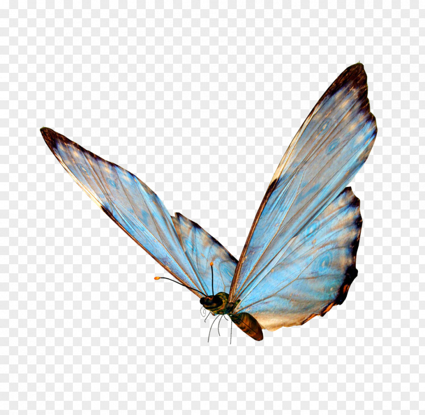 Butterfly Elements PNG elements clipart PNG