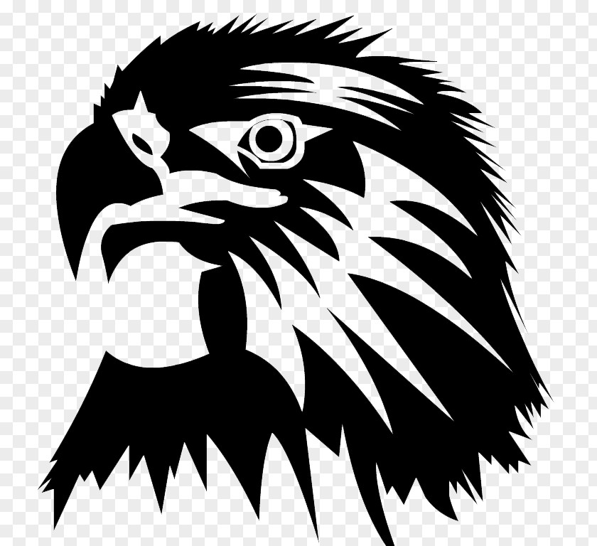 Eagle Bald Image Clip Art PNG