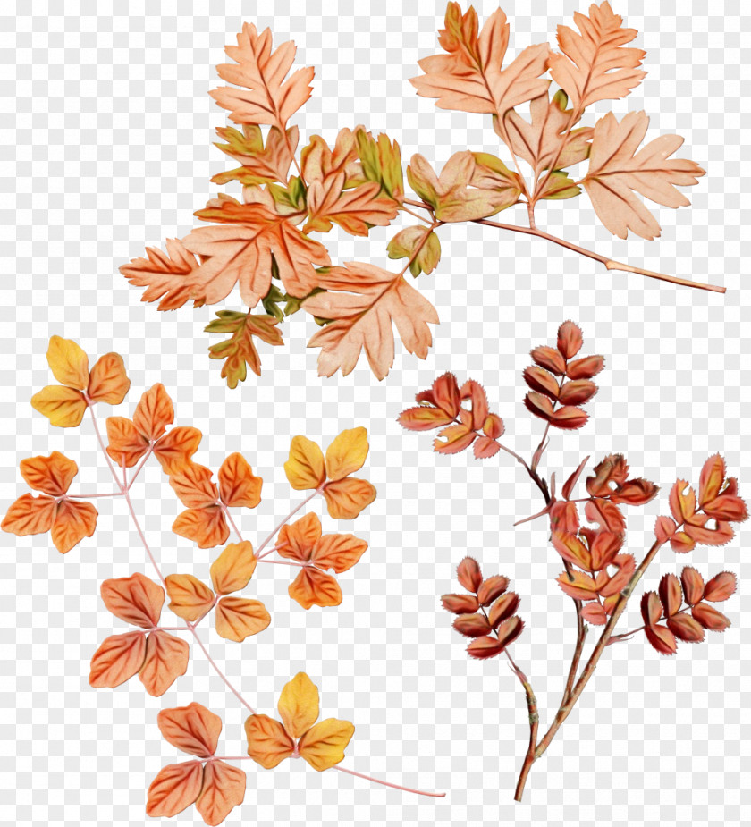 Pedicel Plant Watercolor Wreath Flower PNG
