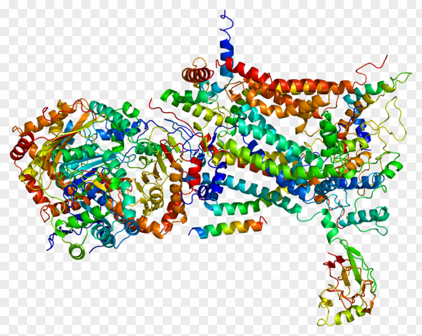 UQCRC1 UQCRFS1 Rieske Protein Gene PNG