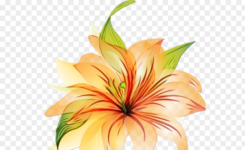 Anthurium Wildflower Flowers Background PNG