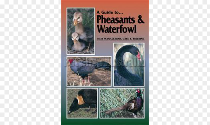 Bird A Guide To Pheasants And Waterfowl: Their Management, Care Breeding Poultry Ring-necked Pheasant PNG