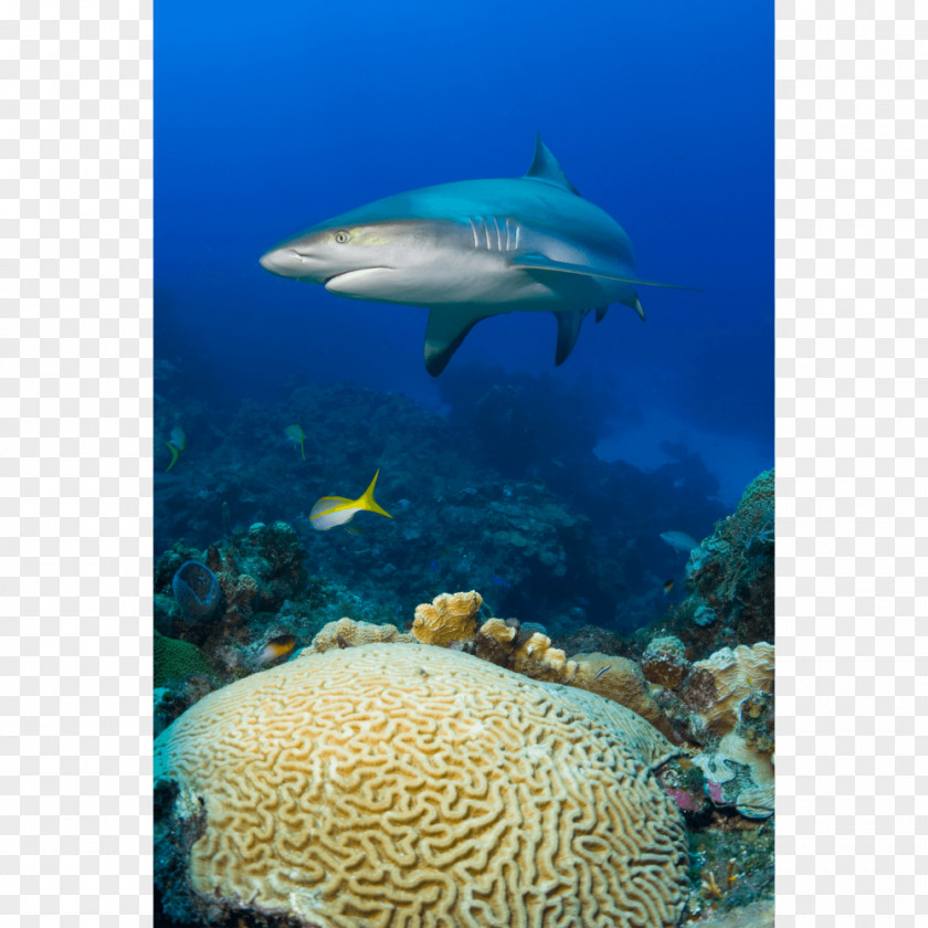 Coral Reef Fish Marine Biology Brain Ecosystem PNG