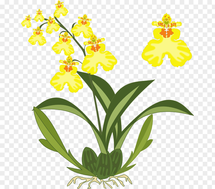 Dancing-lady Orchid Cattleya Orchids Clip Art PNG