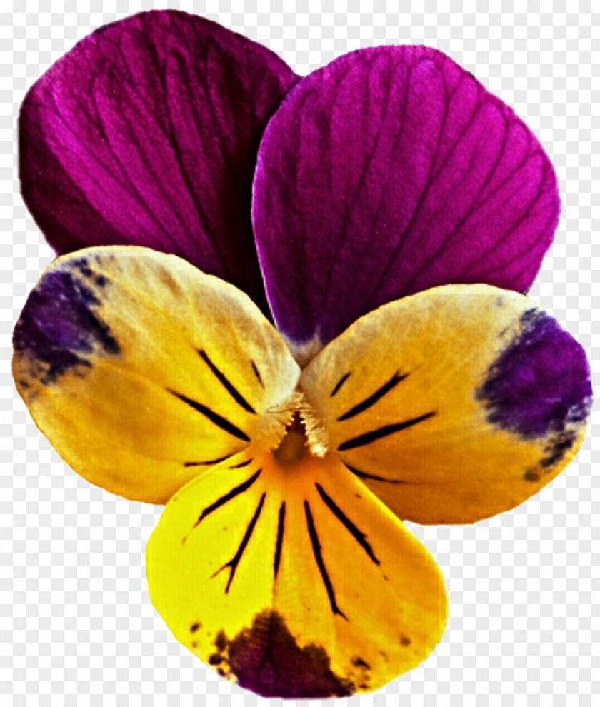 Flower Yellow Pansy Mauve Viola Pedunculata Clip Art PNG
