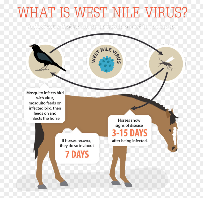 Horse West Nile Fever Vaccine Disease Virus PNG