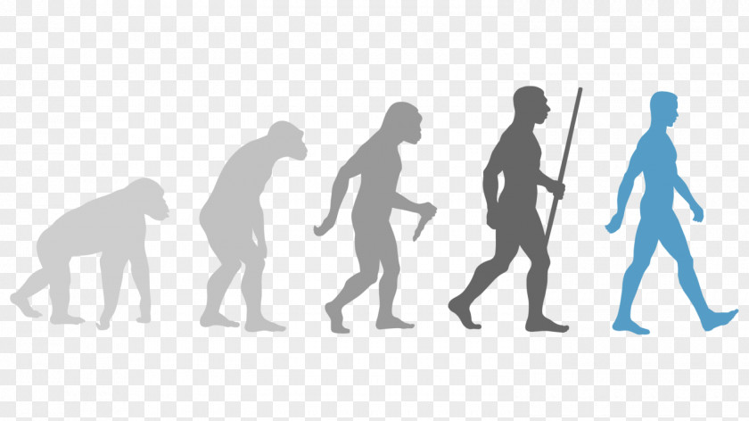 Human Evolution Wall Decal PNG