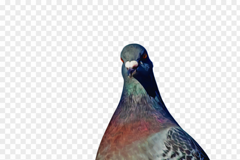 Wildlife Stock Dove Pigeons And Doves Beak Bird Close-up Animal PNG