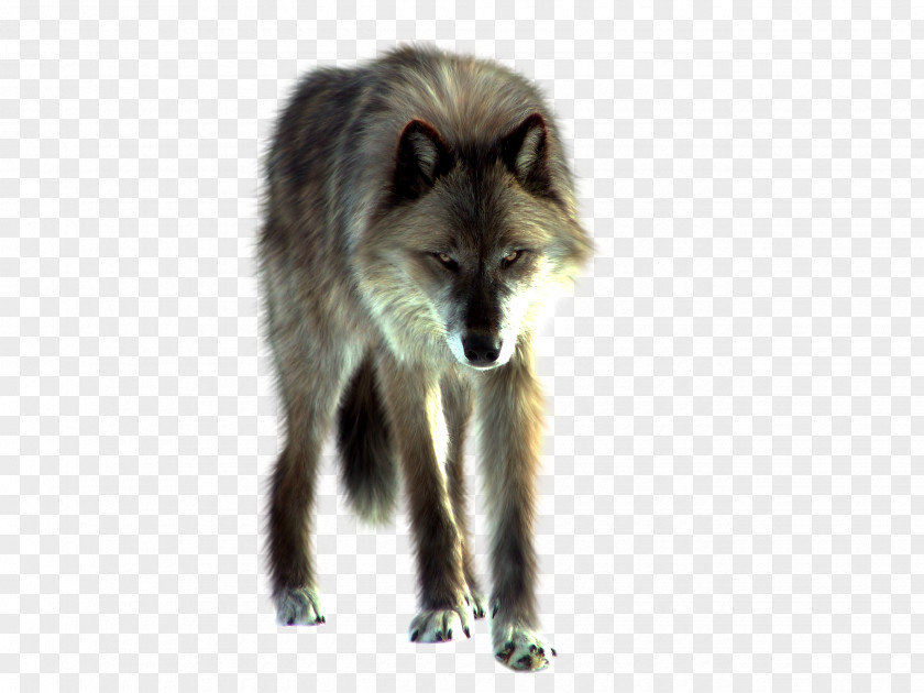 Wolf Image Gray PNG