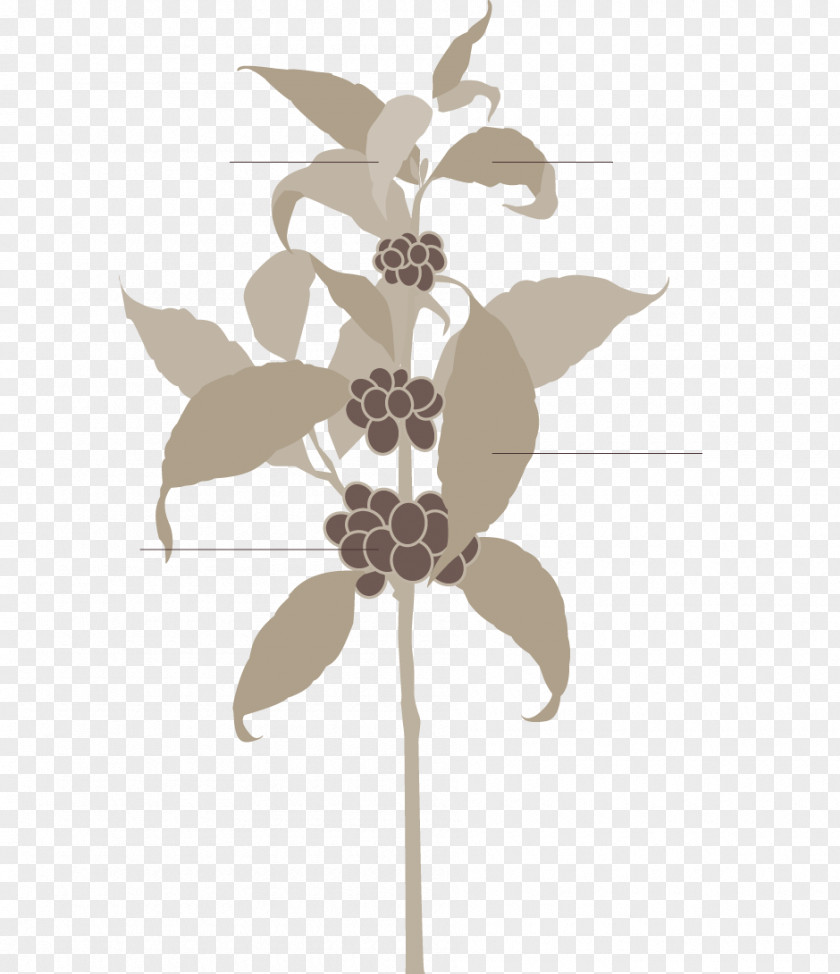 Coffee Robusta Rohkaffee Arabica Bean PNG