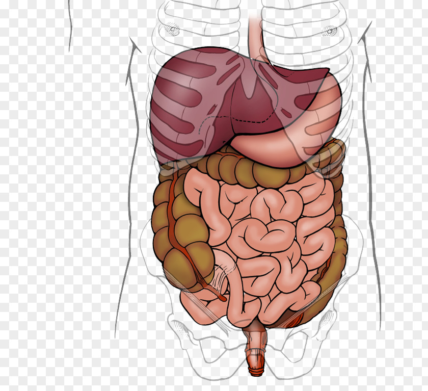 Digest Image Photography Video Abdomen PNG