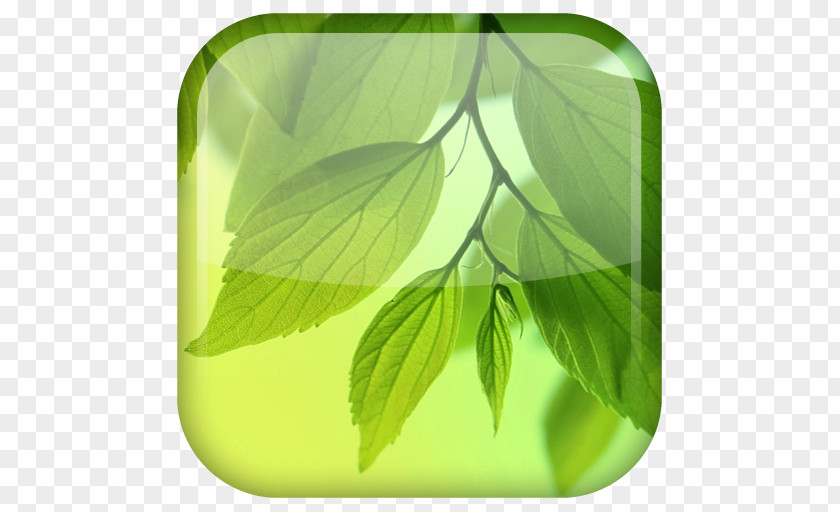 Floating Leaves Samsung Galaxy S4 Desktop Wallpaper Android PNG