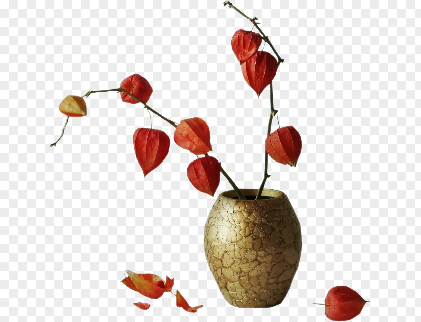 Flower Peruvian Groundcherry Chinese Lantern PNG