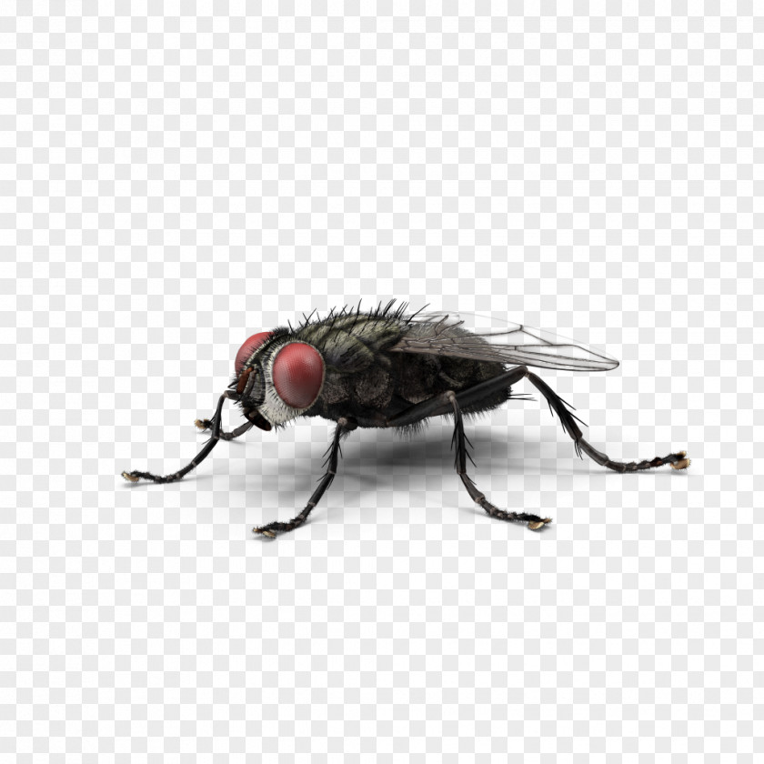Fly Housefly Insect Green Bottle Blow Flies PNG