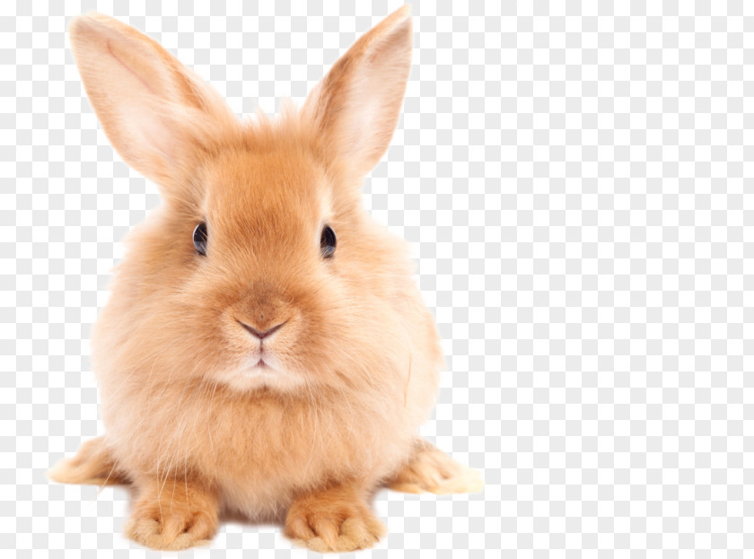 Hare Easter Bunny Domestic Rabbit Clip Art PNG