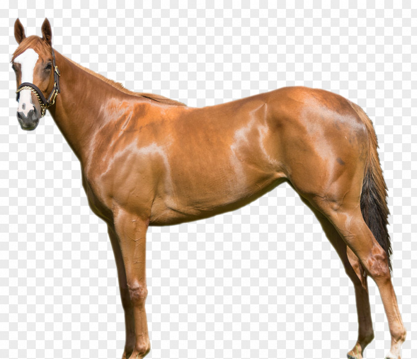 Horse Race Mare Mustang Stallion Foal Colt PNG