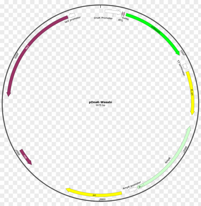 Intrauterine Growth Restriction Hula Hoops Amazon.com ResearchGate GmbH Exercise PNG