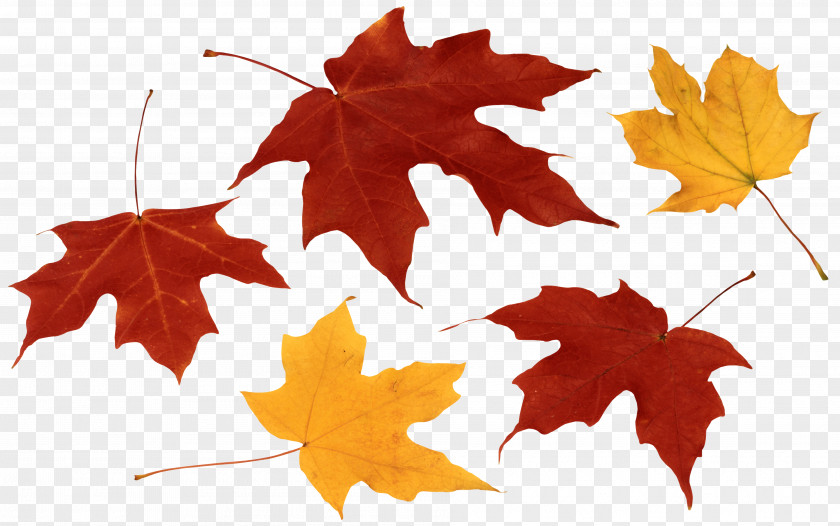 Autumn Leaves Maple Leaf Color Clip Art PNG