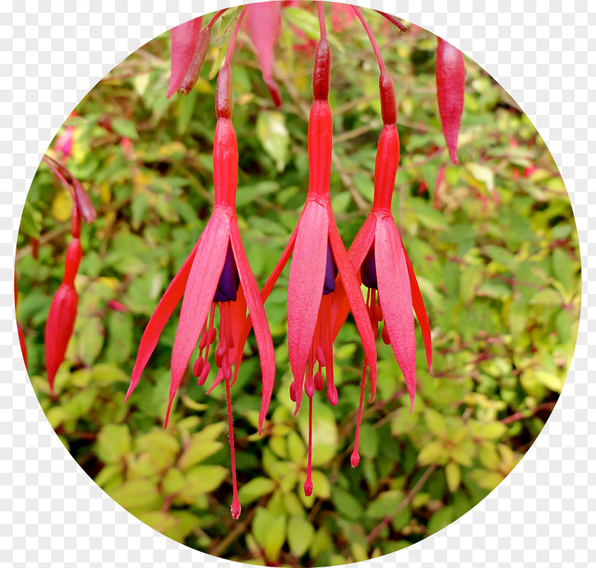 Early Autumn Google Fuchsia Petal Plant Stem PNG