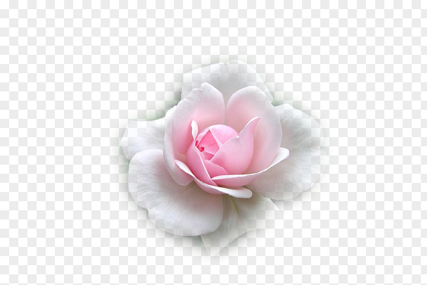 Flower Garden Roses Cabbage Rose Love Sadness PNG