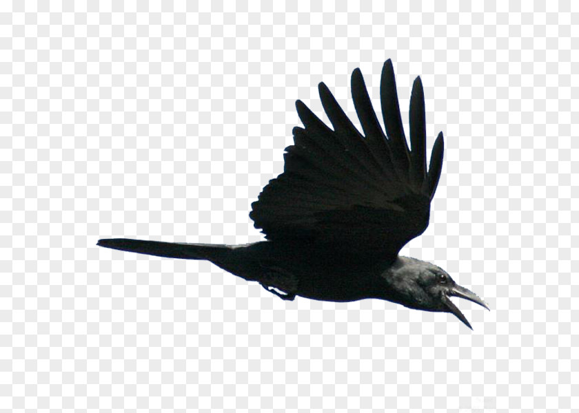 Flying Bird American Crow Fly Rook Flight PNG