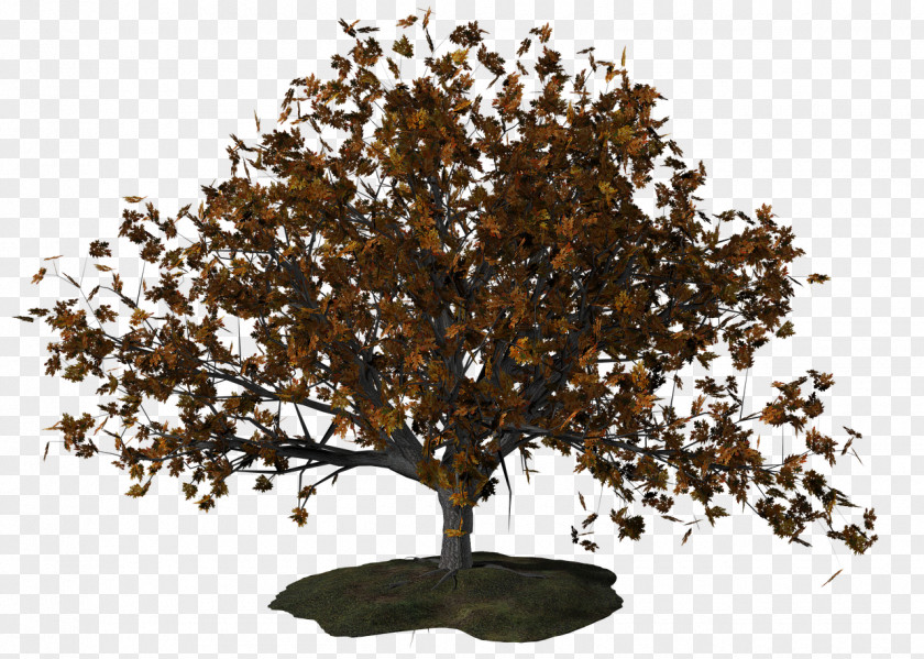 Tree Download Clip Art PNG