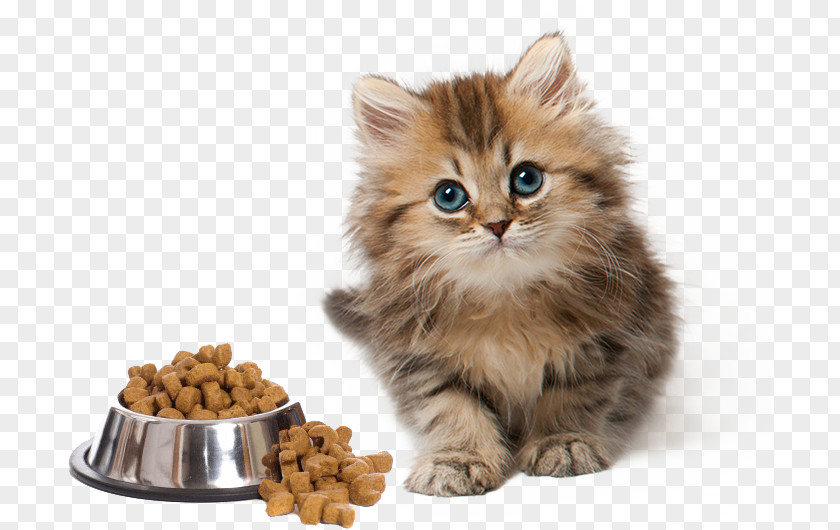 Cat Training Kitten Maine Coon Persian Munchkin PNG