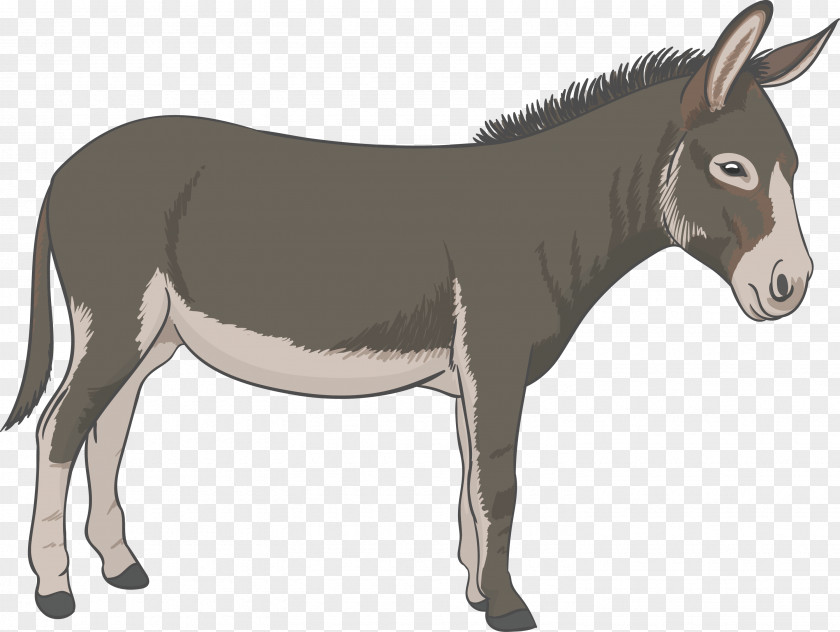 Donkey Vector PNG