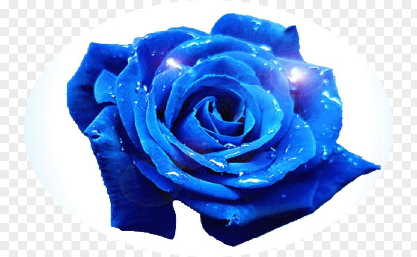 Exquisite Blue Flowers Rose Flower Garden Roses PNG