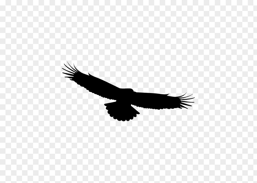 Eye Bald Eagle Bird Golden Of Prey Wing PNG