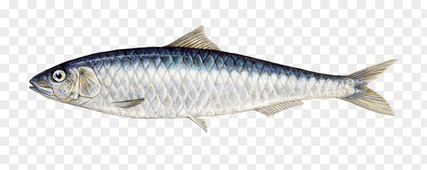 Fish Indian Oil Sardine Oily Food PNG