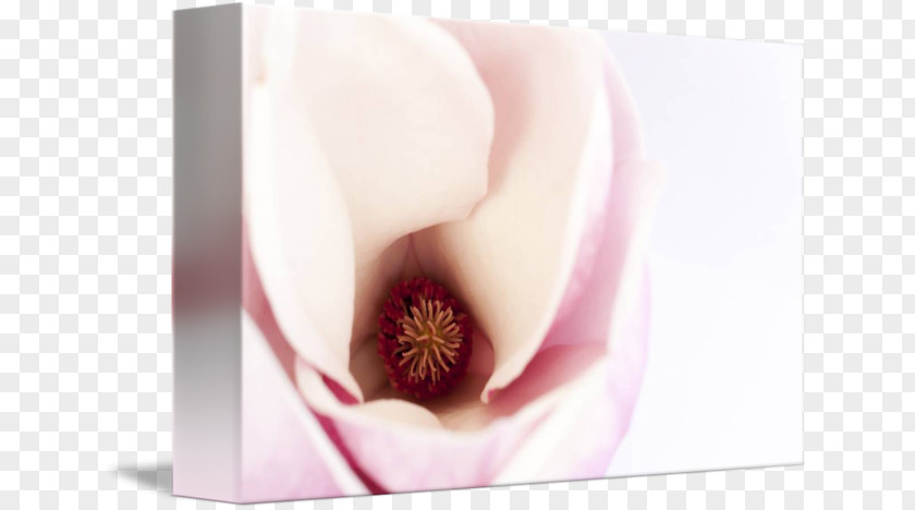 Magnolia Flower Painting Close-up Ice Bucket Challenge Photography PNG