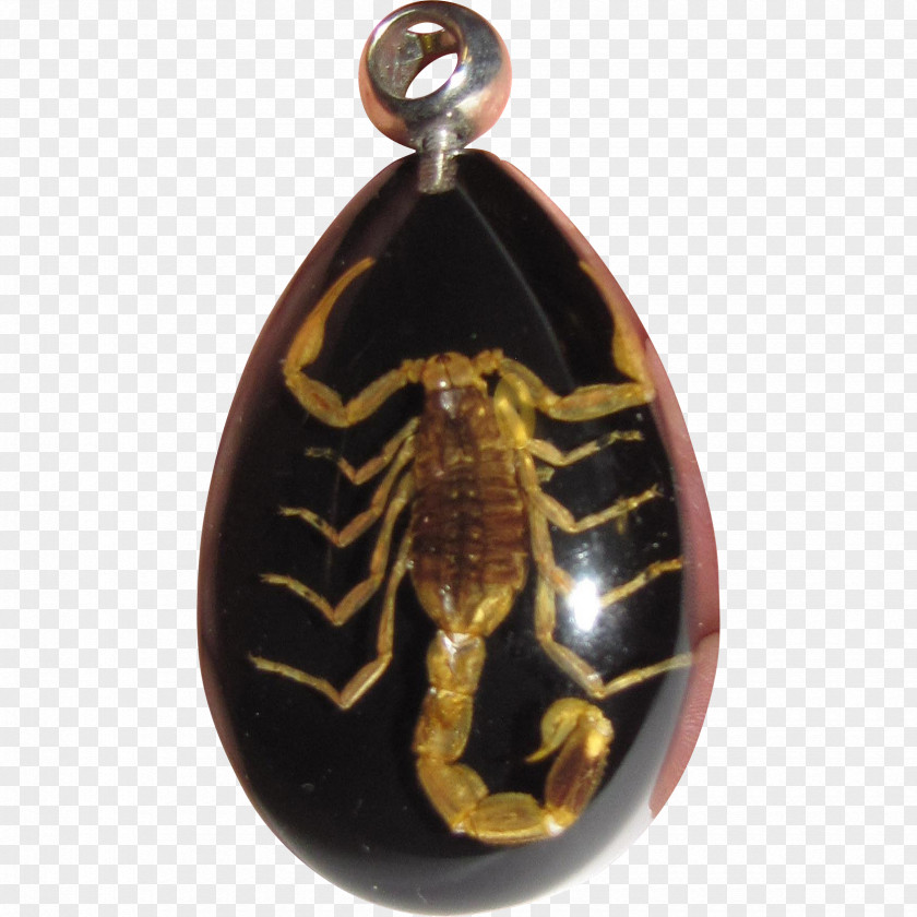 Scorpion Locket Charms & Pendants Jewellery Invertebrate Amber PNG