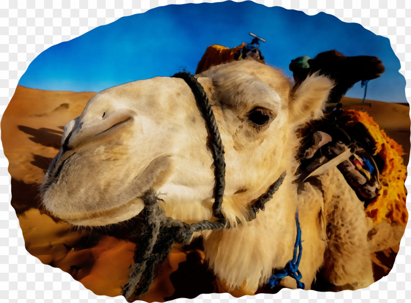 Dromedary Royalty-free Photograph Pexels Desert PNG