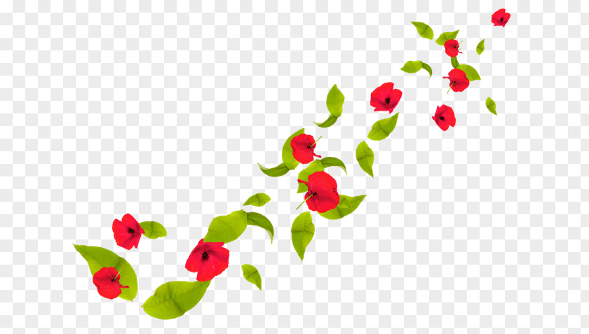 Flower Petal Poppy Clip Art PNG