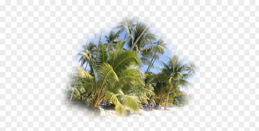 Palmier Plage Coconut Vegetation Sky Plc PNG
