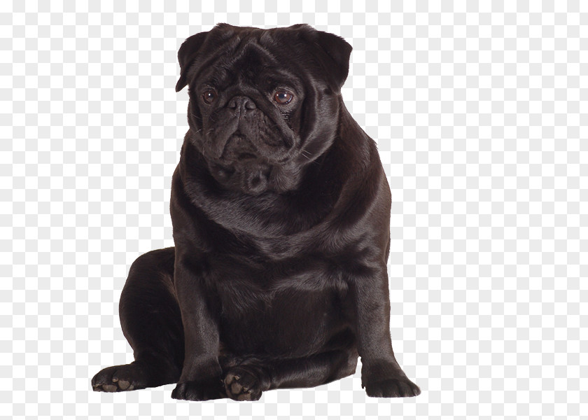 Pug Puppy Dog Breed Toy Snout PNG