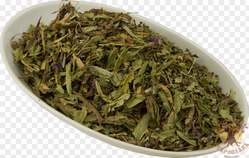 Tea Nilgiri Flowering Sencha Ugunspuķes Tēja PNG