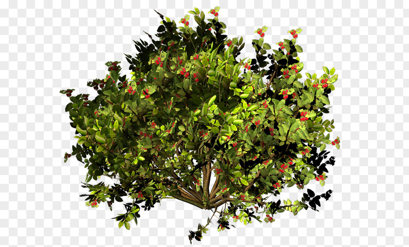 Twigs Evergreen Shrub Branching PNG