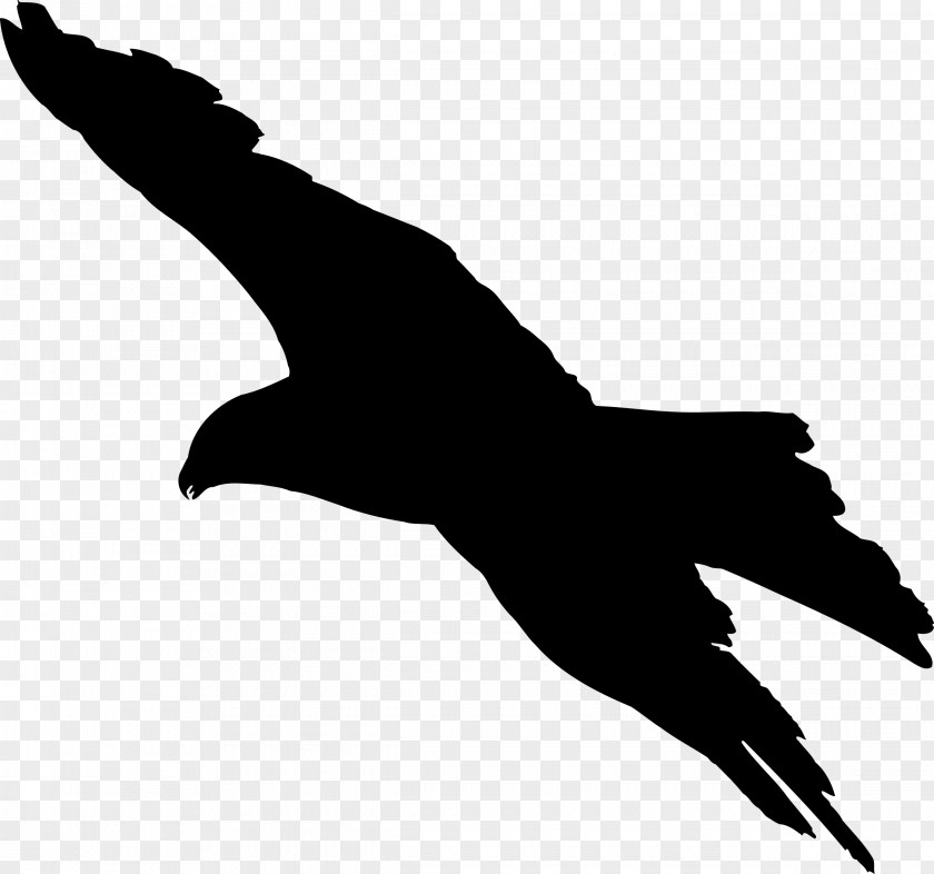 Vector Kite Bald Eagle Bird Silhouette Clip Art PNG