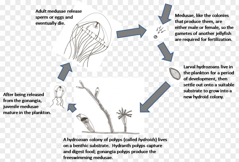 Aurelia Aurita Hydrozoa Jellyfish Lake Biological Life Cycle Scyphozoa PNG