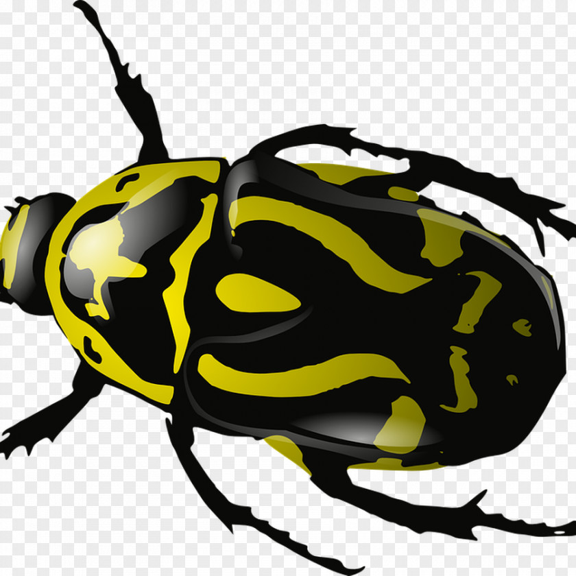 Beetle Rhinoceros Beetles Clip Art Vector Graphics PNG