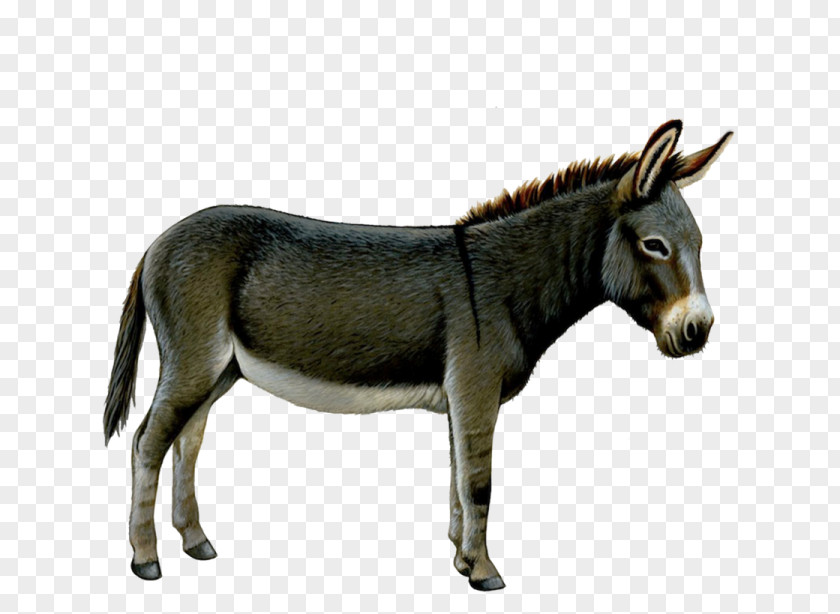 Donkey Clip Art PNG