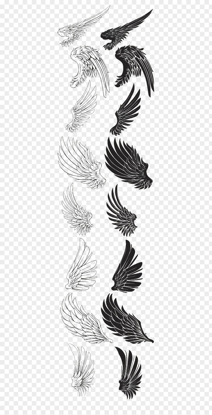 Eagle Wings Brush Drawing Feather PNG