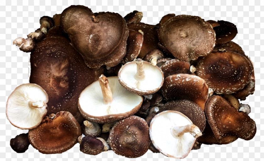 Russula Integra Fungus Shiitake Mushroom Champignon Agaricus Edible PNG