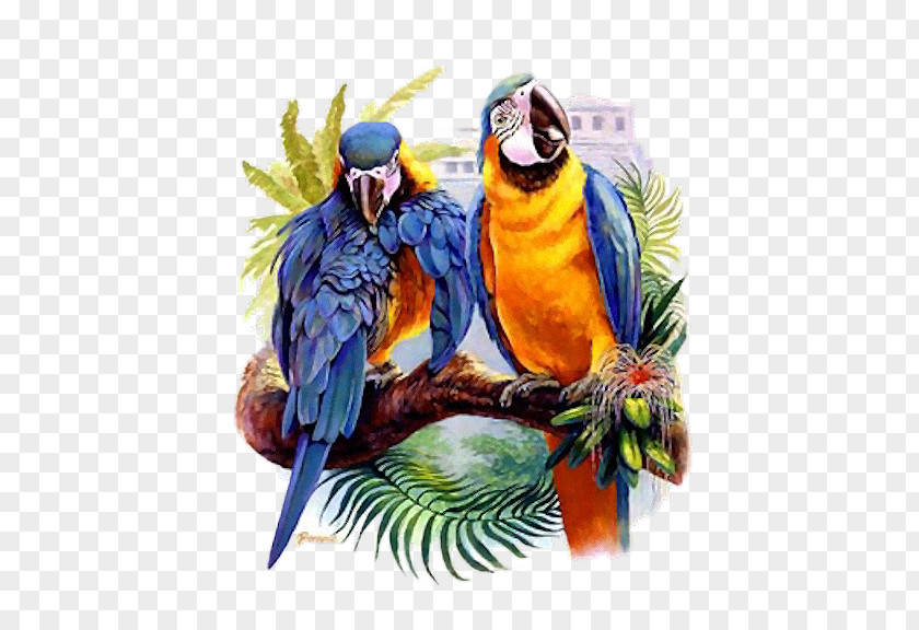 Bird Macaw Drawing Beak Feather PNG