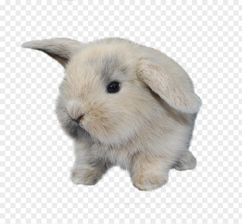 Bunny Rabbit Domestic Hare PNG